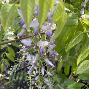 Garden supply: Wisteria floribunda ‘Lavender Lace’