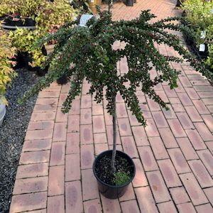 Cotoneaster Horizontalis – Standard 1m