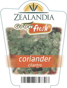 Coriander-Cilantro-6pack