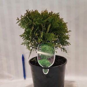 Thuja occidentalis ‘Danica’ 2L