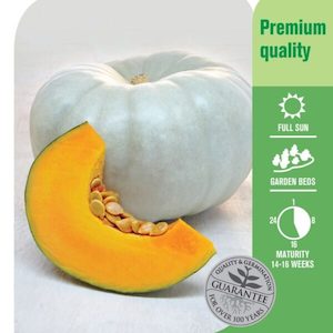 Seed Pumpkin ‘Hybrid Grey Crown’