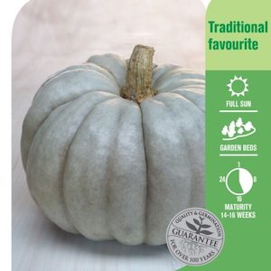 Seed Pumpkin ‘Queensland Blue’