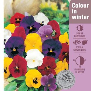 Seed Pansy ‘Giant Supreme’