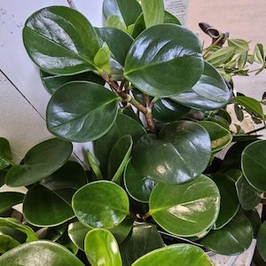 Peperomia Emerald 12cm