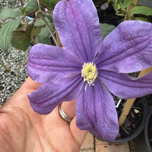 Clematis ‘Arabella’ 2L