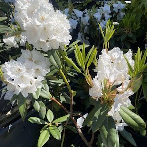 Rhododendron ‘Mt Everest’ 7.5L