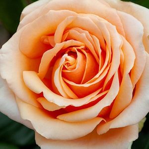 Garden supply: Rose ‘Legend’