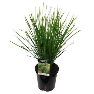 Lomandra ‘Lime Tuff’ 2L