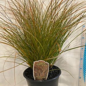 Carex ‘Testacea’ 1.5L