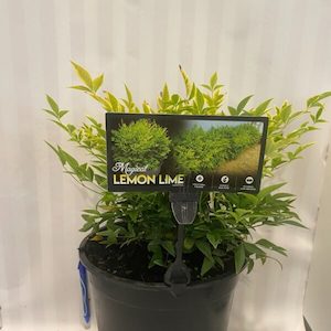 Nandina ‘Lemon & Lime’ 6L