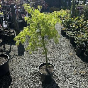 Acer palmatum dissectum ‘Viridis’ Half Standard 60/70cm 6L