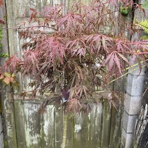 Acer palmatum dissectum ‘Crimson Queen’ Topiary 90/100 M