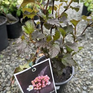 Physocarpus opulifolius ‘Shady Lady’ 2L