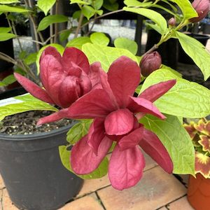 Garden supply: Calycanthus Floridus 6L