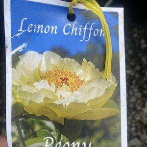 Peony- Paeonia ‘Lemon Chiffon’ 2L