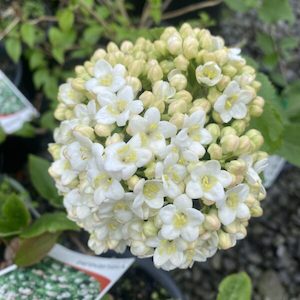 Viburnum ‘Carlesii’ 2L