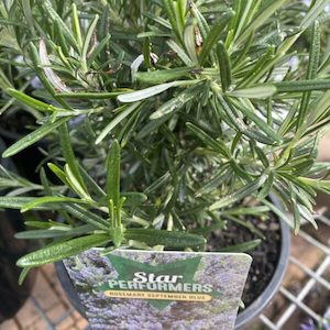 Rosemary ‘September Blue’ 2L