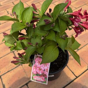 Weigela ‘Newport Red’ 2L