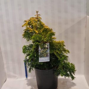 Chamaecyparis obtusa ‘Nana Aurea’