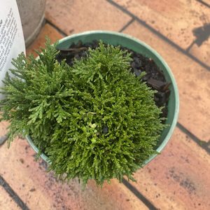 Chamaecyparis lawsoniana ‘Green Globe’ 1.5l