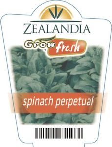 Spinach ‘Perpetual’ 6pack