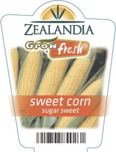 Sweet Corn ‘Sugar Sweet’ 6 Pack