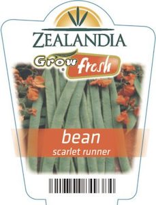 Bean ‘Scarlet Runner’ 6 Pack