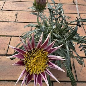 Gazania ‘Krakatoa’