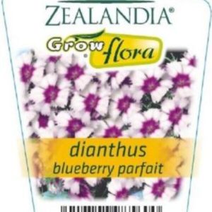 Dianthus ‘Blueberry Parfait’ 6 pack