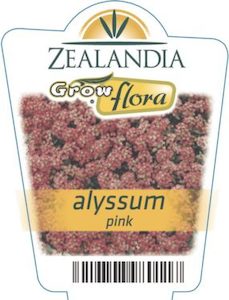 Alyssum ‘Pink’ 6pack