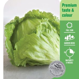 Seed Lettuce ‘Greenway’