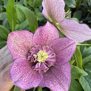 Helleborus ‘Tutu’ 2L