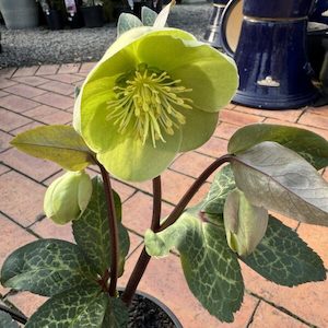 Helleborus ‘Illumi Lime’ 17cm