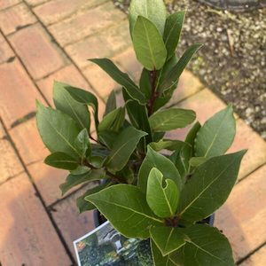 Laurus nobilis ‘Bay Laurel’ 2L