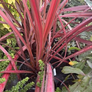 Cordyline ‘Zumba’ 2.4L