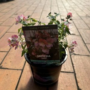 Nemesia ‘Ayana’ 14cm