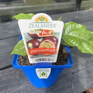 Garden supply: Passionfruit 10cm Pot