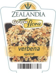 Verbena ‘Apricot’ 6 Pack