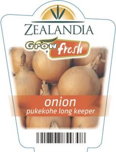 Onion ‘Pukekohe Long Keep’ 6pack