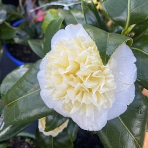 Camellia Brushfields yellow 1