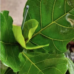 Garden supply: Ficus ‘lyrata’ S