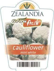 Garden supply: Cauliflower ‘Mini White’ 6pack