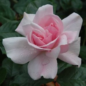 Rose ‘City of London’ Climber