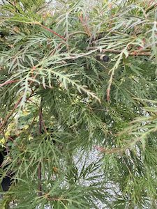 Acer palmatum var. dissectum ‘Emerald Lace’ Topiary