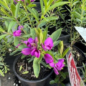 Garden supply: Polygala ‘Grandiflora’ 2.5L