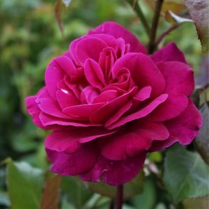 Rose ‘Blackberry Nip’