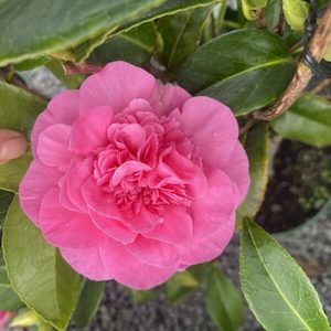 Camellia Debbie 1.5LN