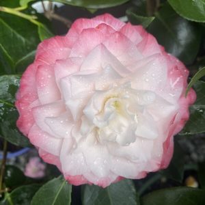 Camellia Nuccio’s Pearl 1.5LN