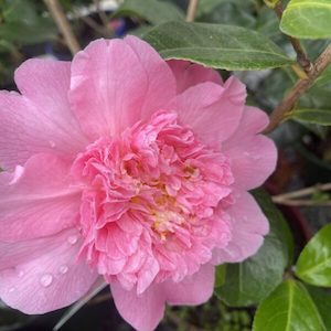 Camellia Ballet Queen 1.5L