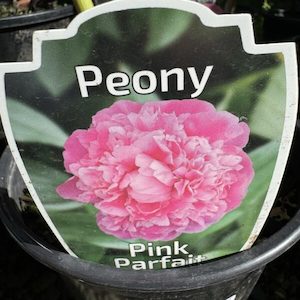 Peony- Paeonia- ‘Pink Parfait’ 2L